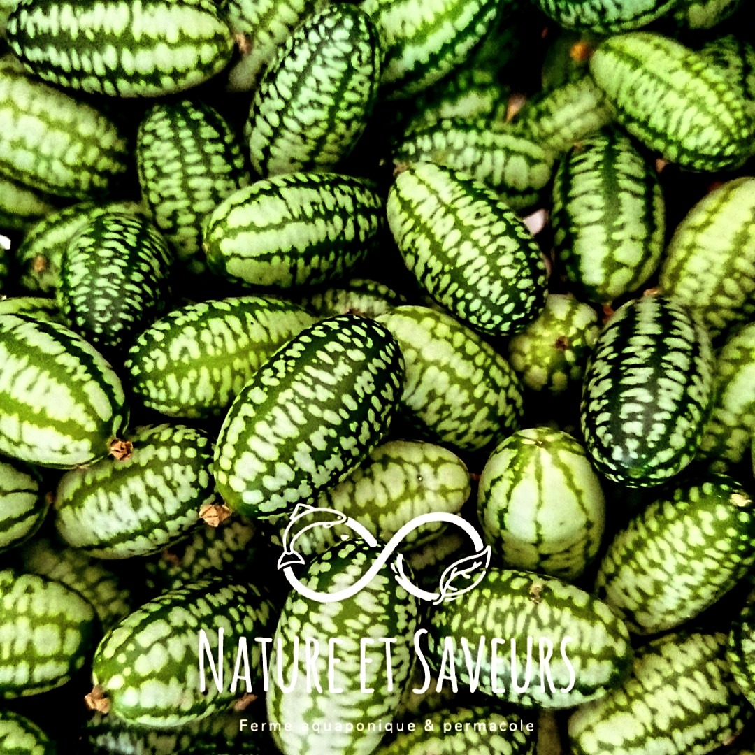 Cucamelon – Mini, croquant, acidulé, irrésistible - 100g