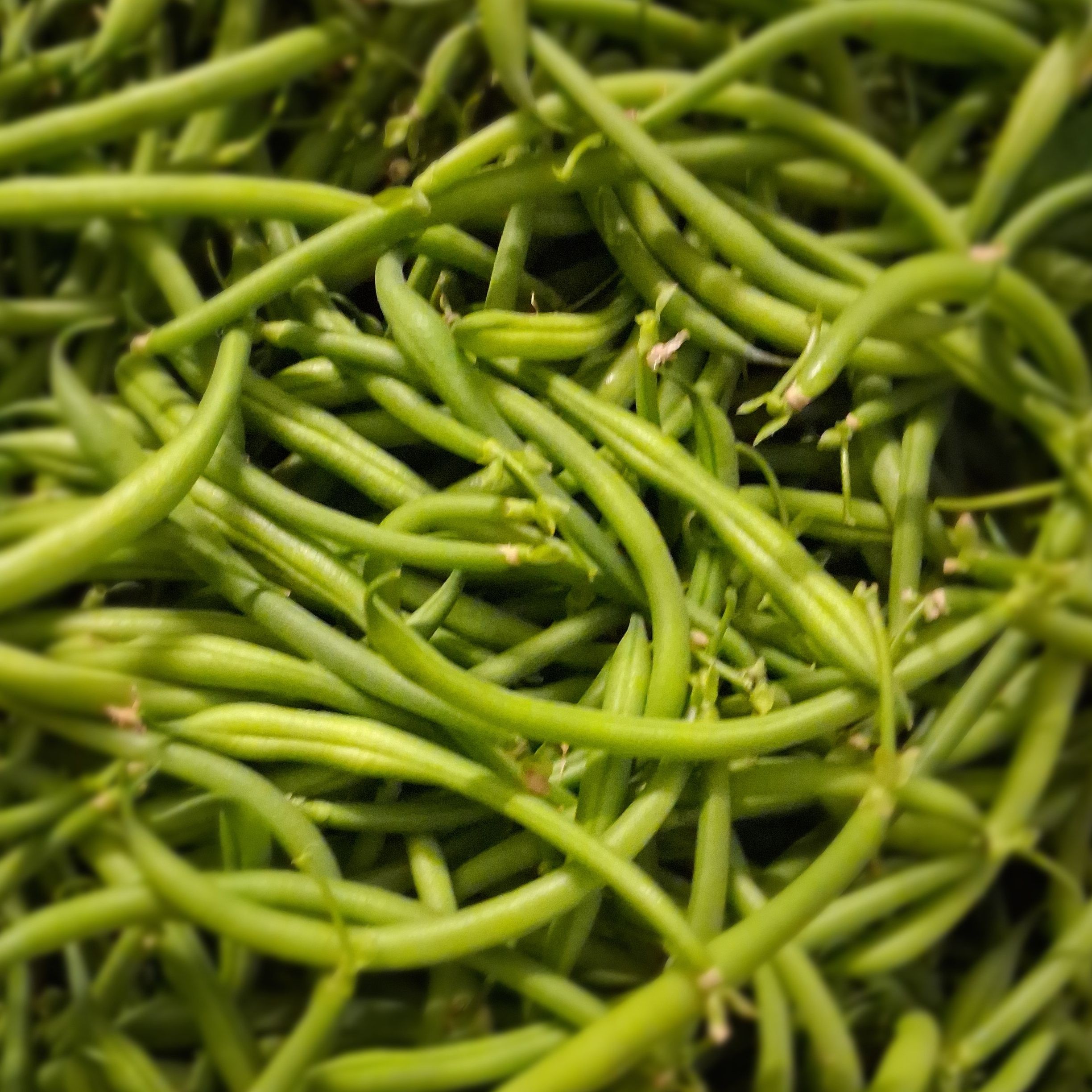 Haricots Verts