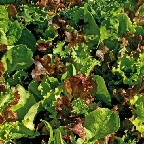Mesclun