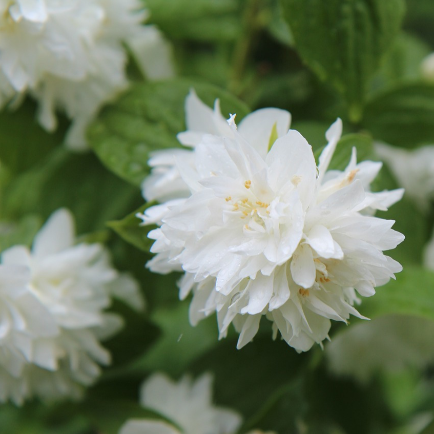 Seringat Minnesota Snowflake, fleur double