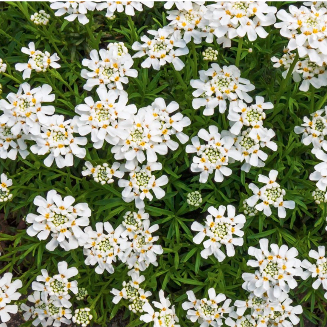 Corbeille d'argent 'Snowflake' : Iberis sempervirens