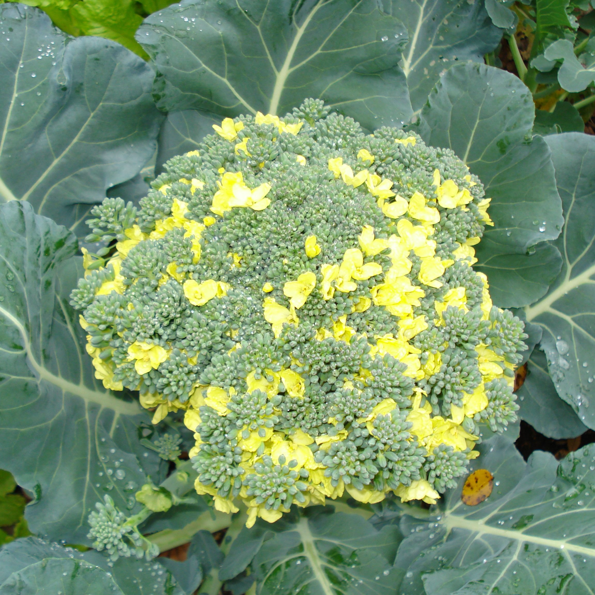 Chou Brocoli en fleur (santé ++) - 700g