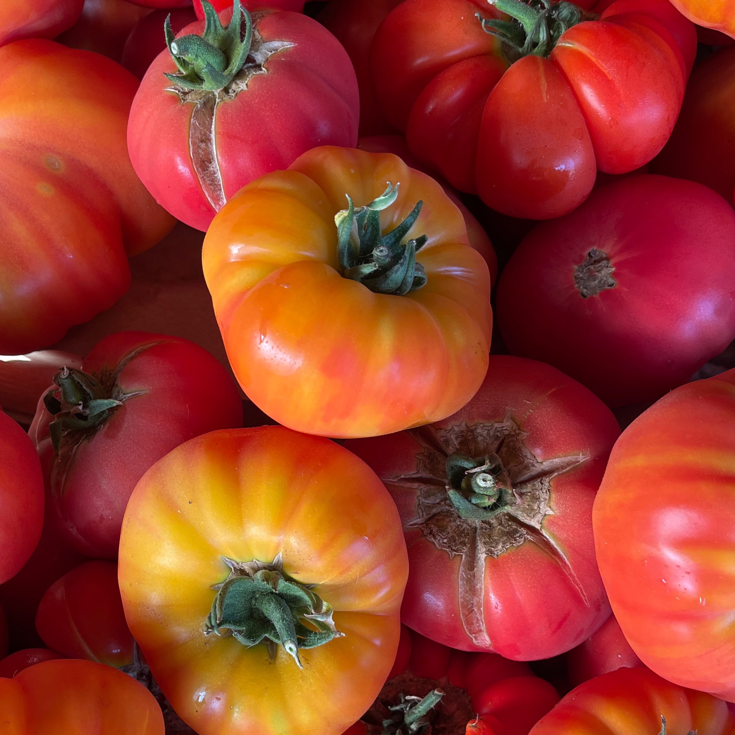 TOMATES ANCIENNES Mélangées/Kg
