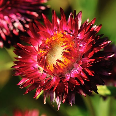 IMMORTELLE a BRACTEES
