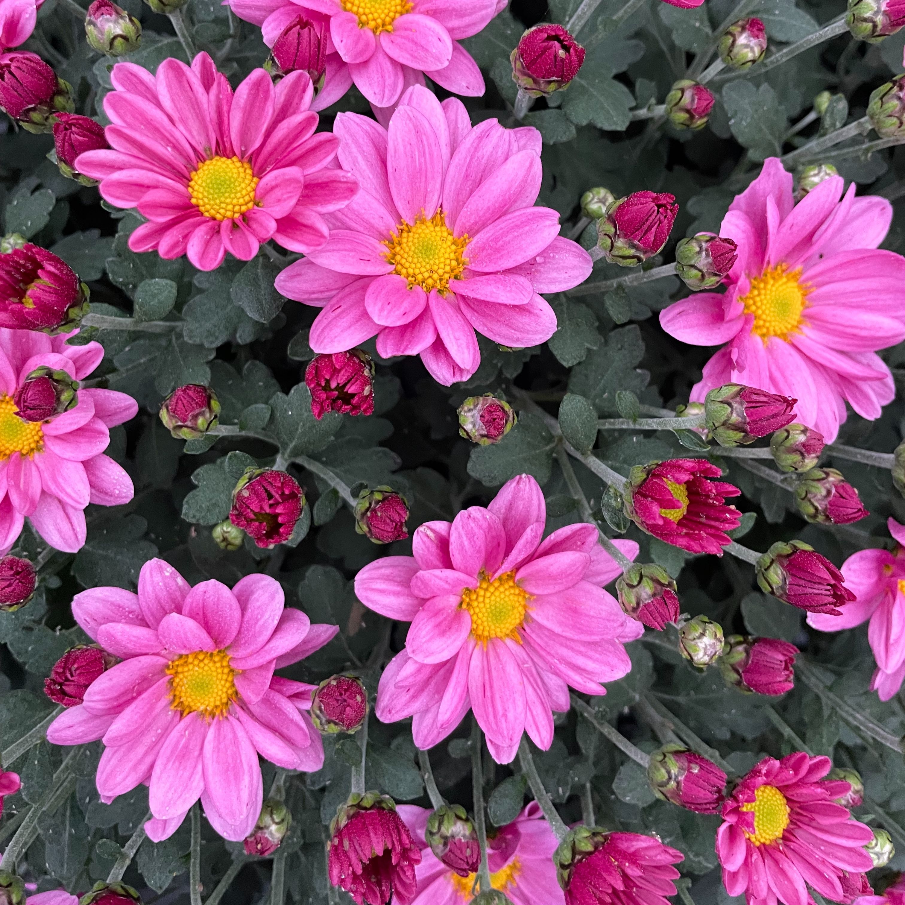 Chrysanthème Zoé Rose