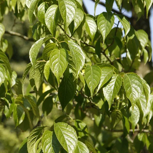Arbre à gutta-percha - pot 2,5L