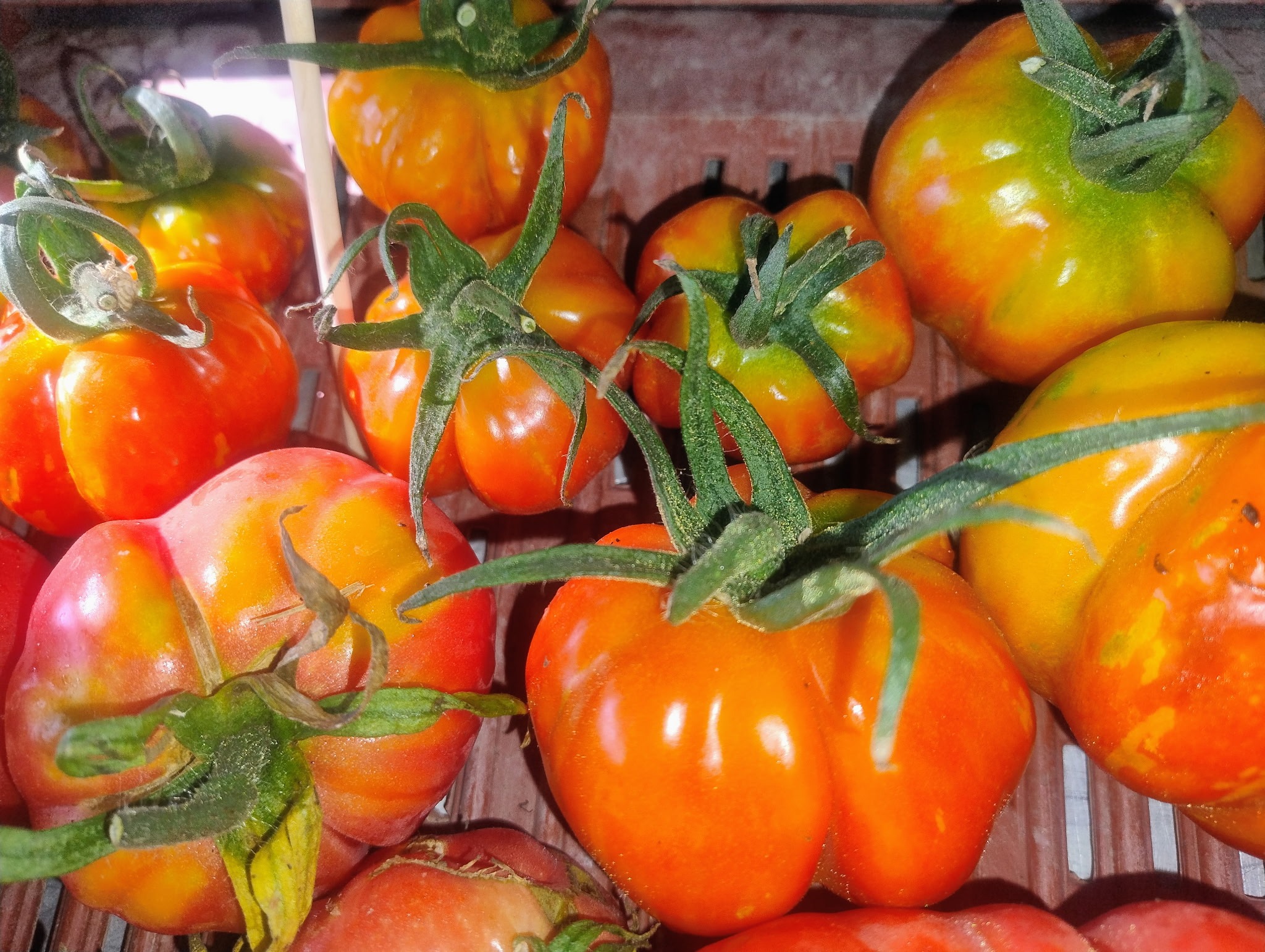 TOMATE POIVRON A FARCIR
