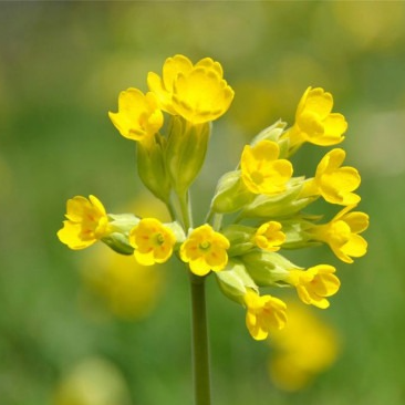 Fleurs de Primevère Coucou (par 15 grappes)