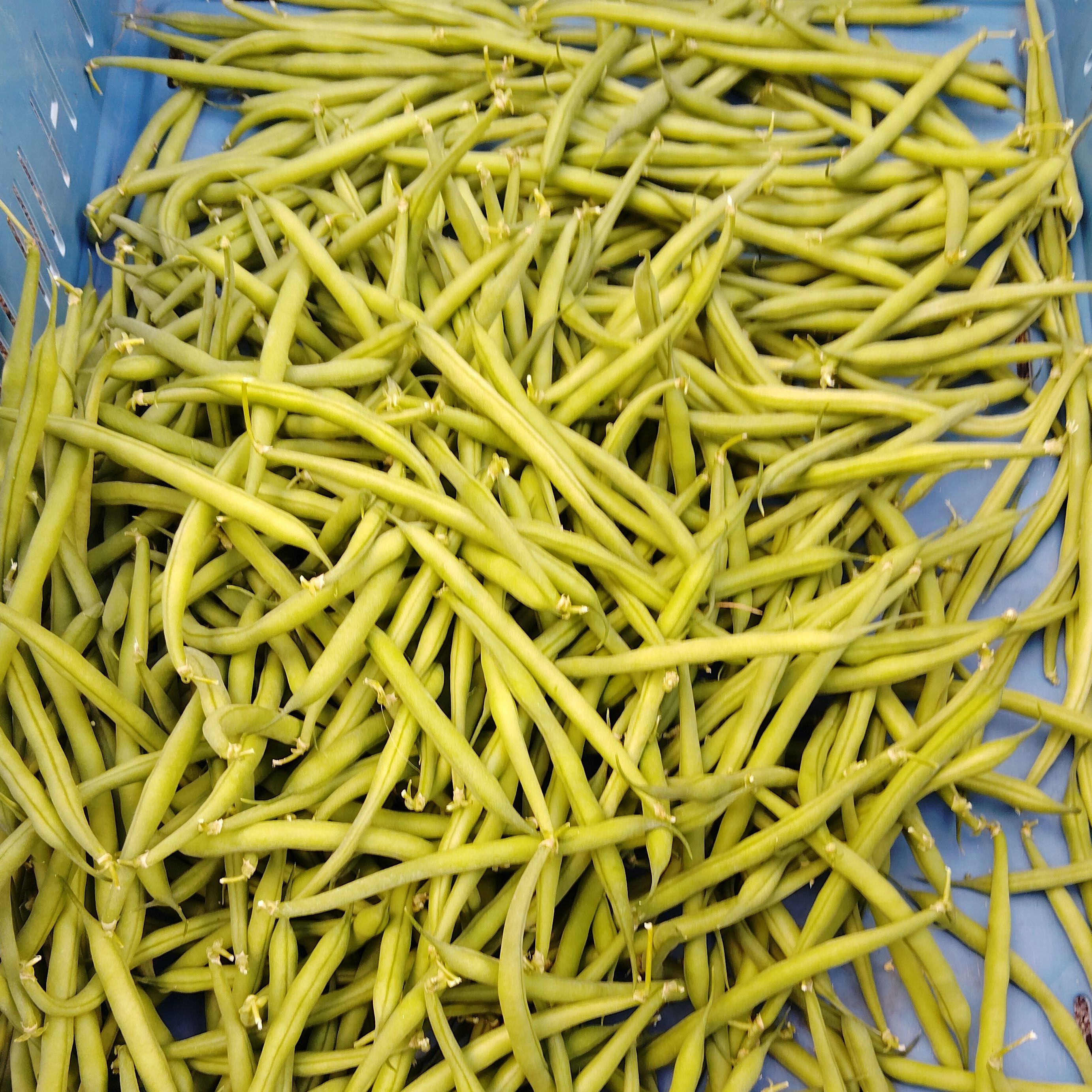 Haricot vert