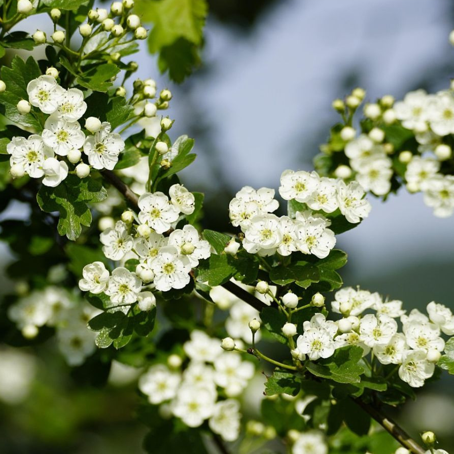 Glace d'infusion Aubépine
