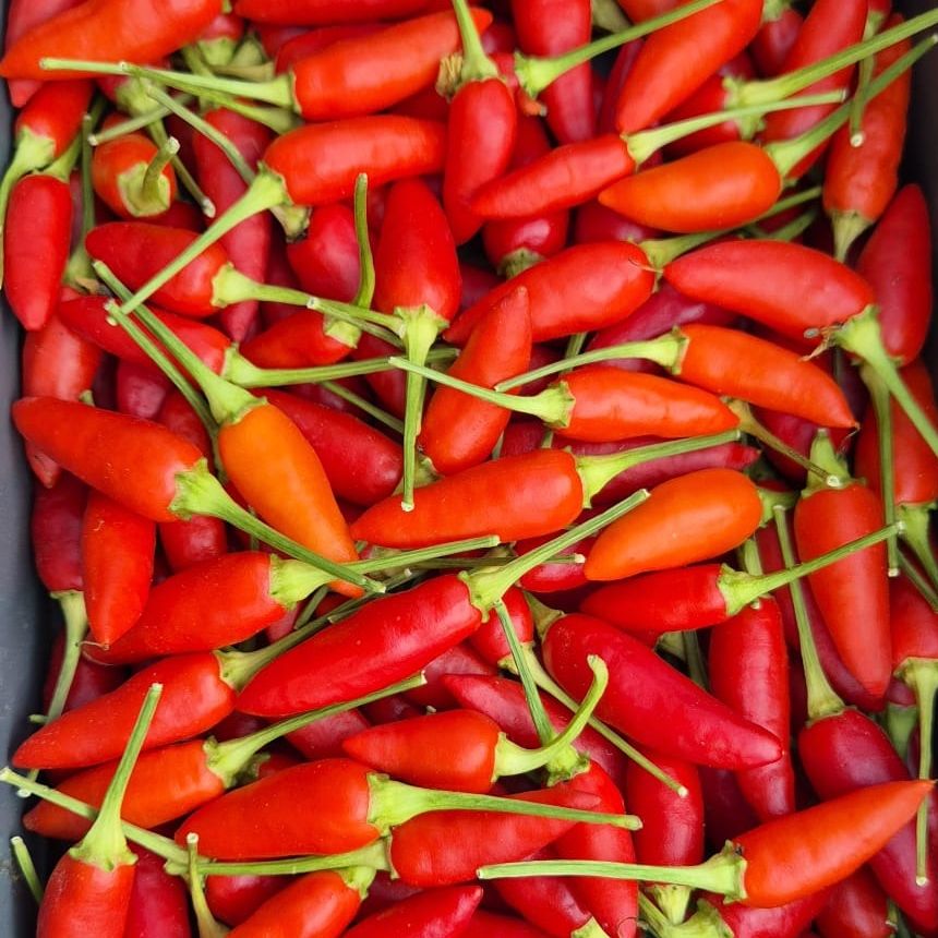 PIMENT PRAIRIE FIRE