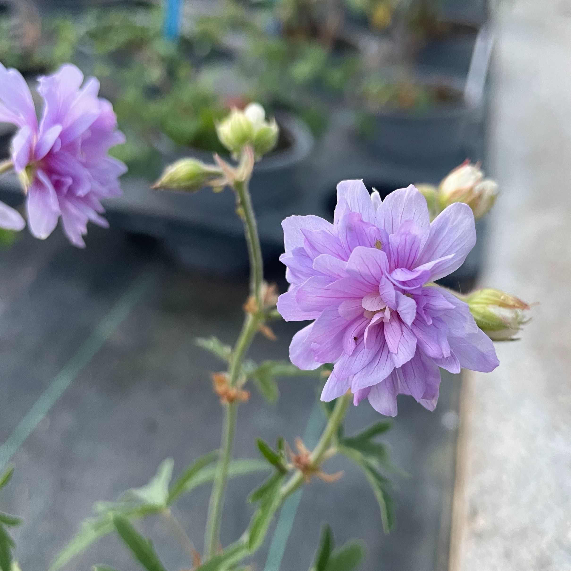 Geranium pratense 'Summer Skies'