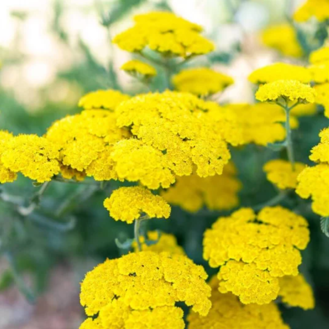 Achillée 'Moonshine yellow'