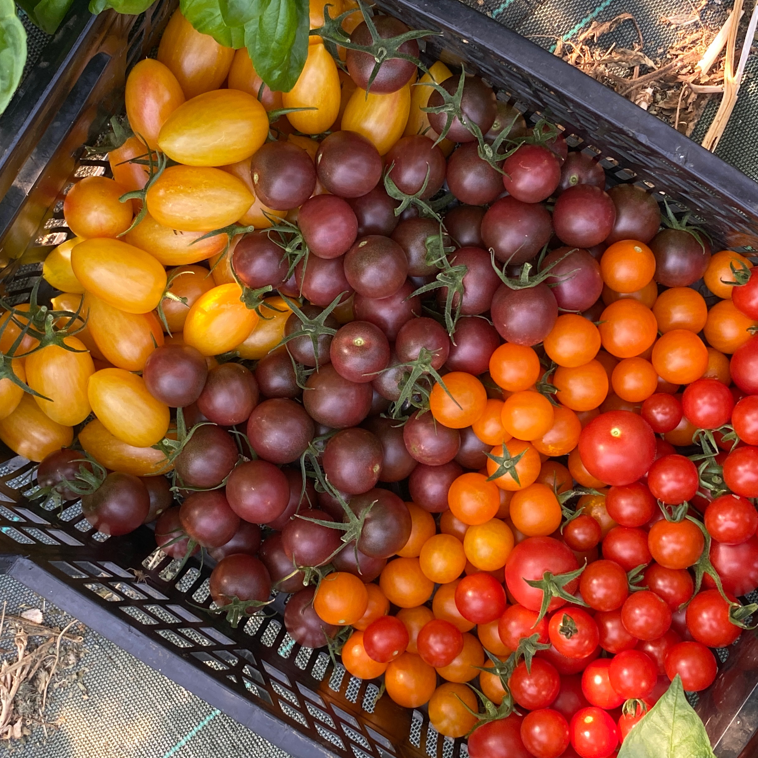 Tomates cerises - 100g