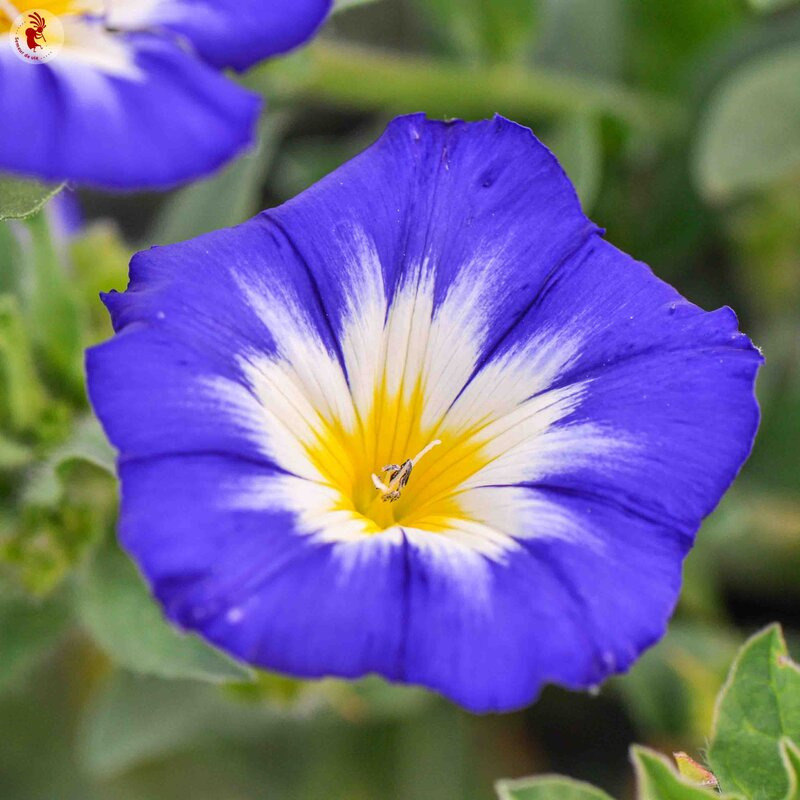 Plants fleurs- Belle de jour tricolore
