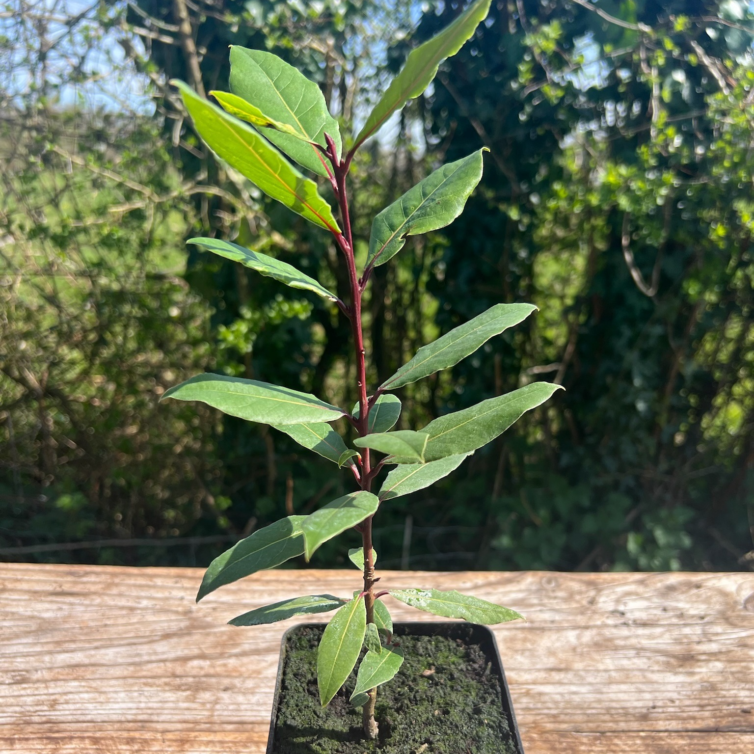 Plant Laurier Sauce Bio - 650g