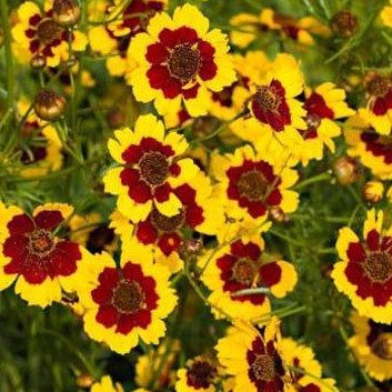 Fleurs de Coreopsis (par 20)