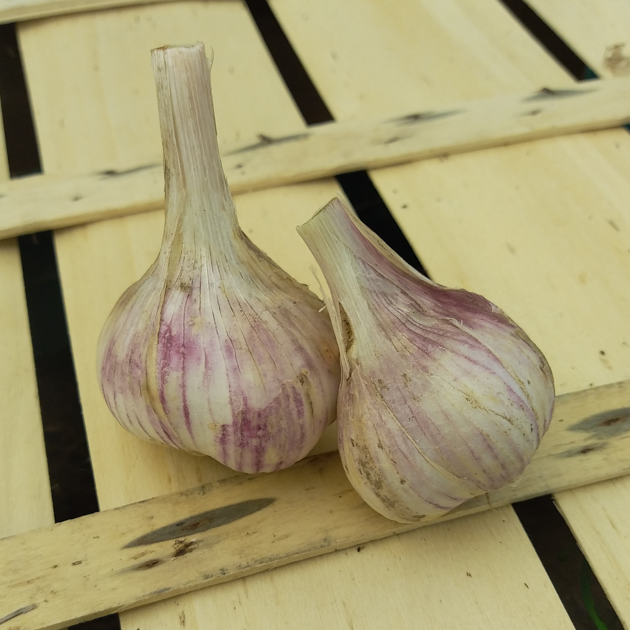 Ail blanc - 2 à 3 têtes - 100g