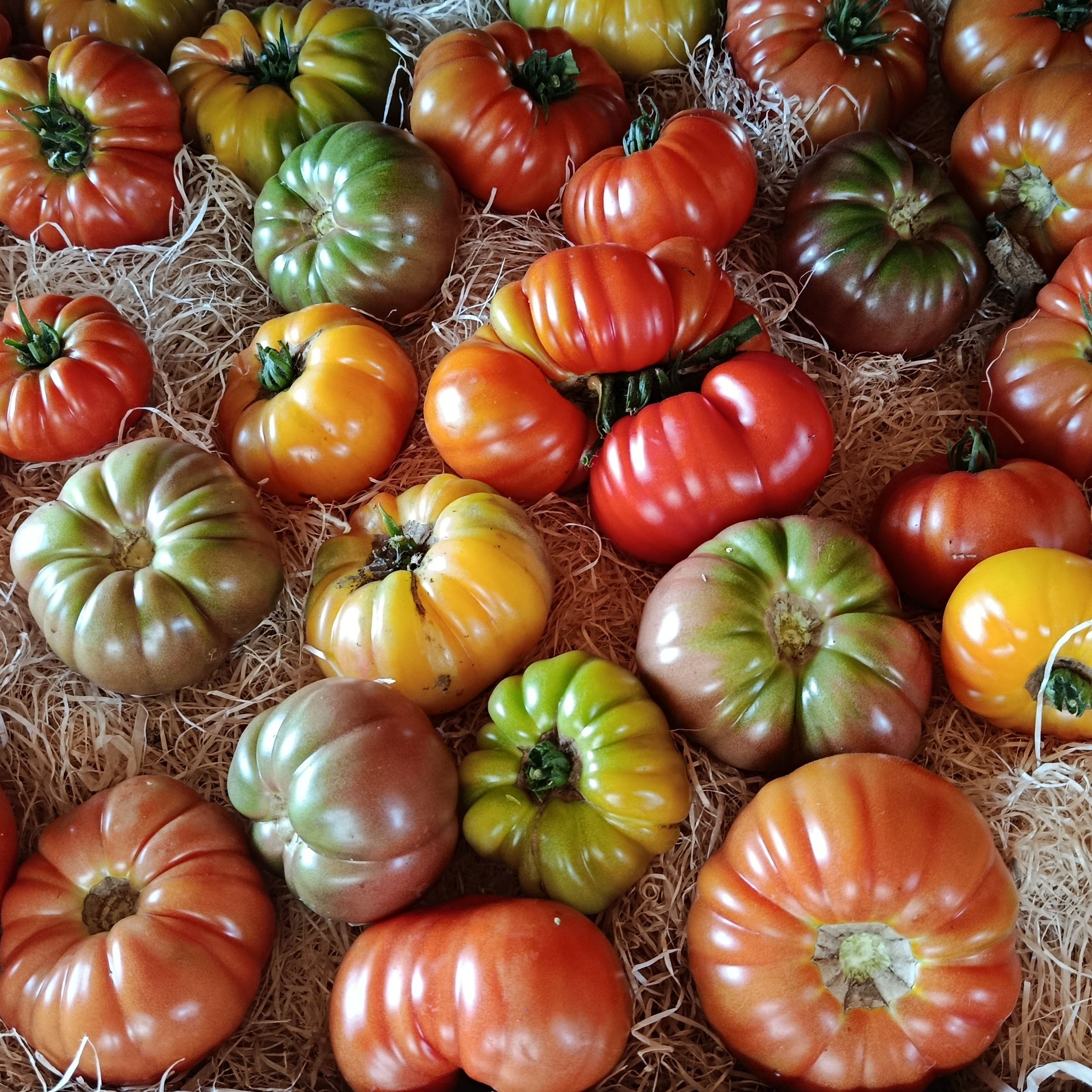 Tomates anciennes mixtes du jardin