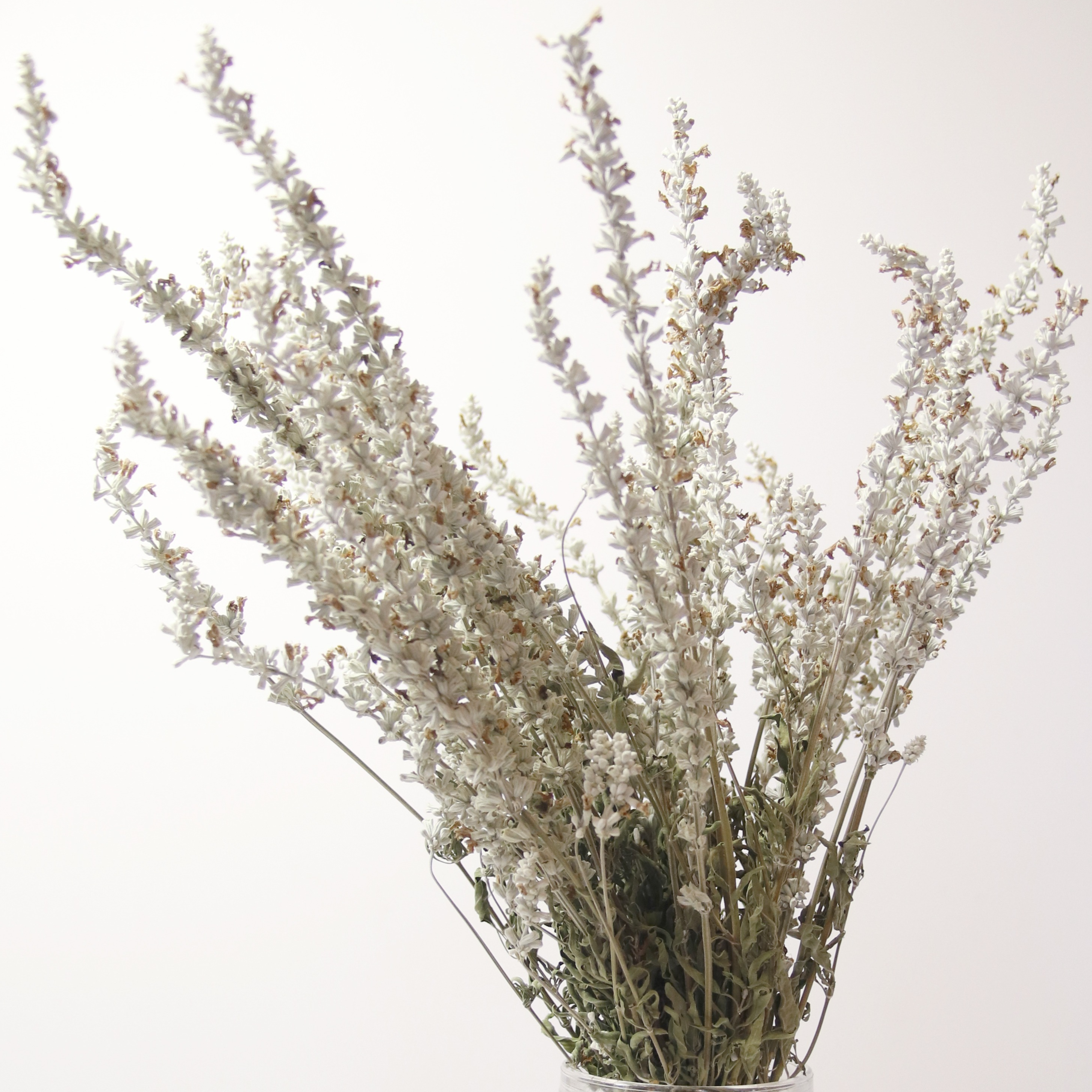 Sauge blanche Séchée