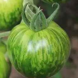 Plant tomate Green (verte)