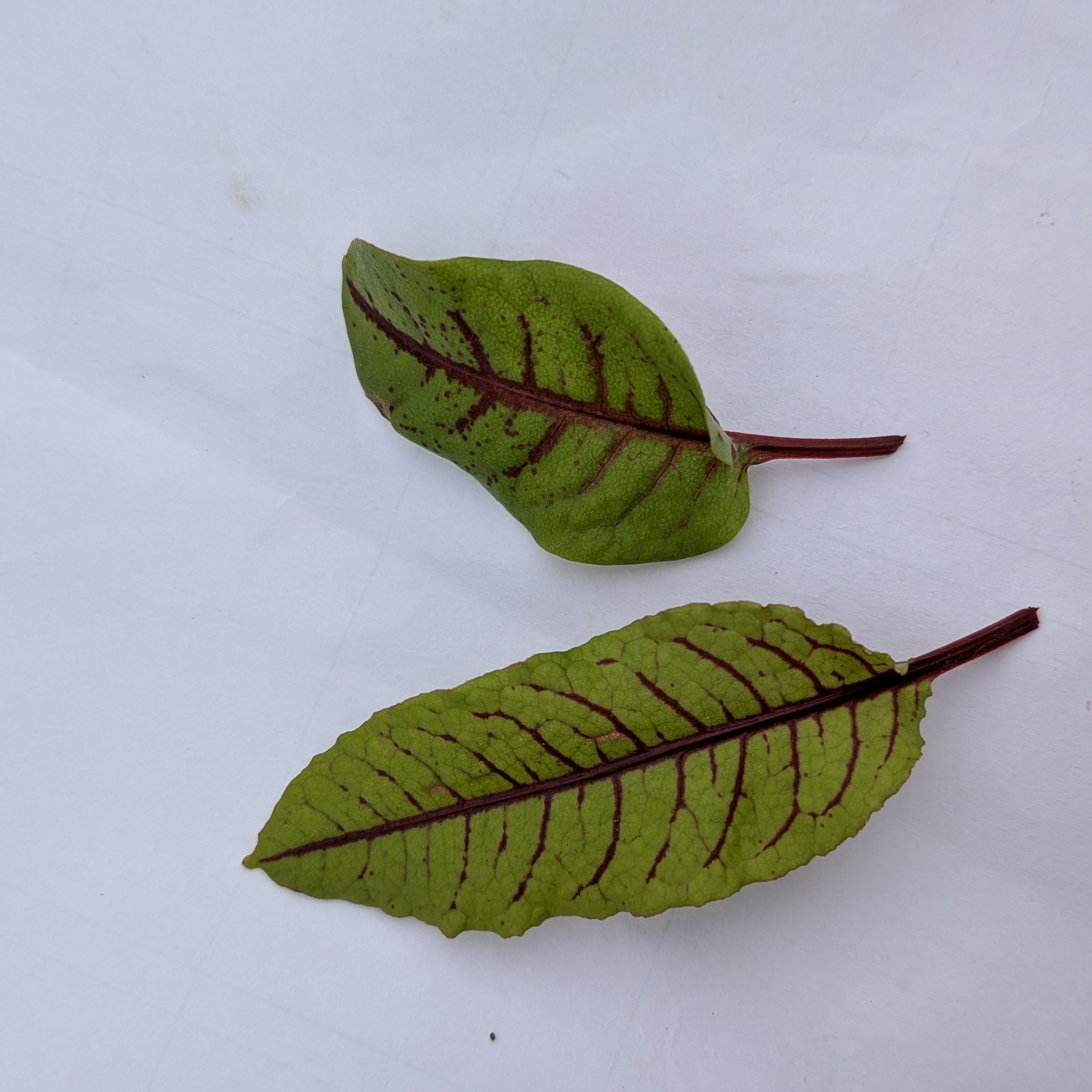 Oseille sanguine baby - 5g