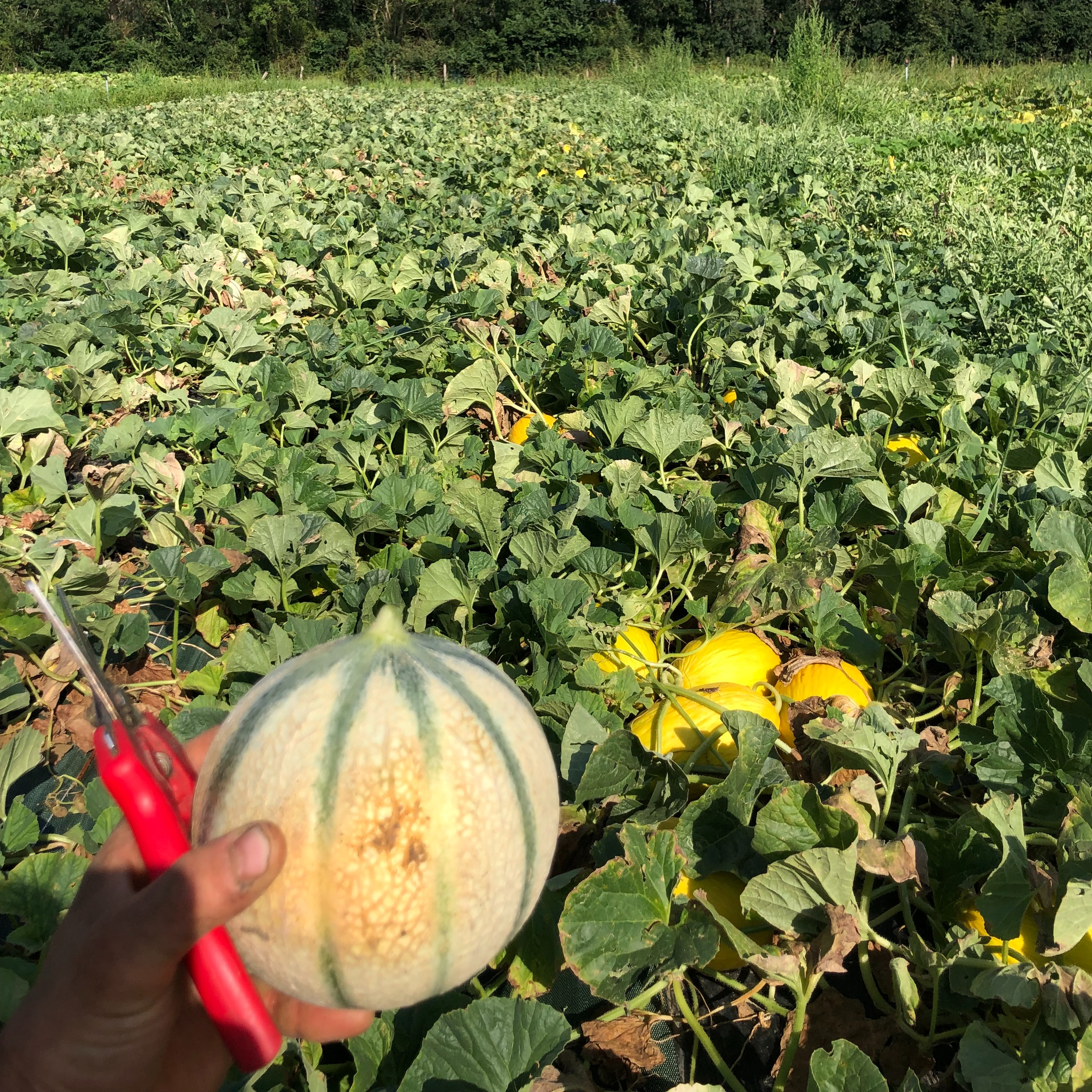 Melon (environ 1kg)