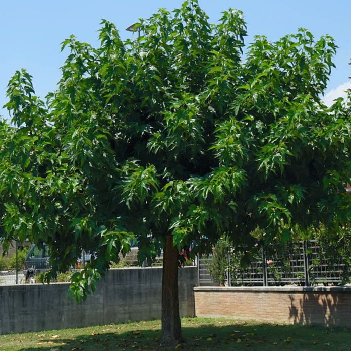 Mûrier platane stérile - Morus alba "Fruitless"