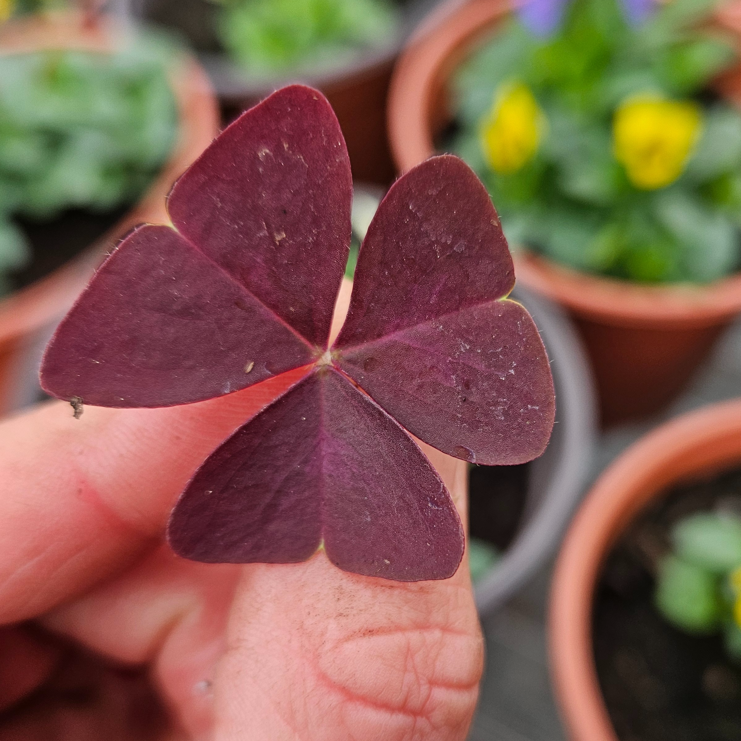 Oxalis Rouge purpurea
