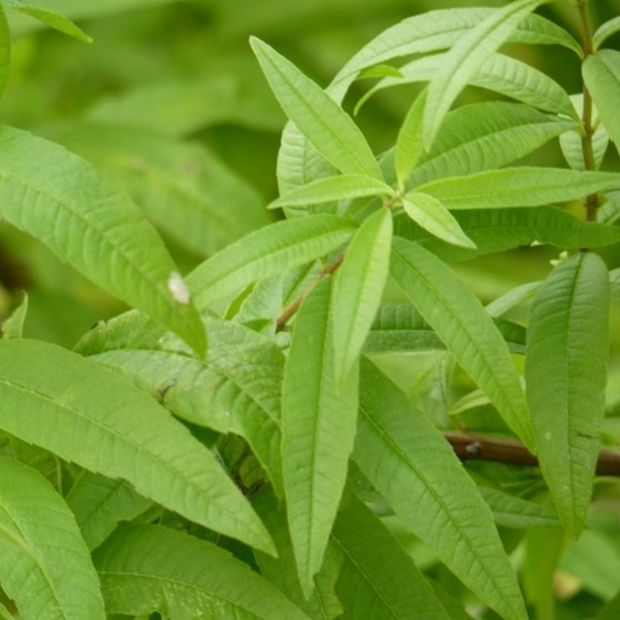 Verveine citron en pot 2 litres