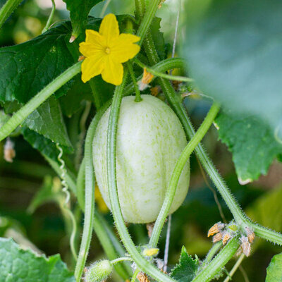 Plant de concombre - Crystal Apple