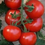 Plant tomate rouge classique