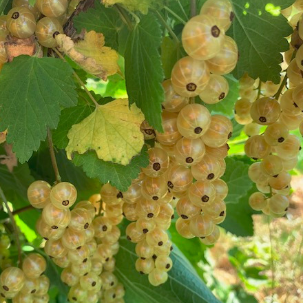 Groseillier à grappes 'Blanka' - racines nues 3 branches