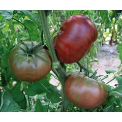 Tomate noire NOIRE DE CRIMEE