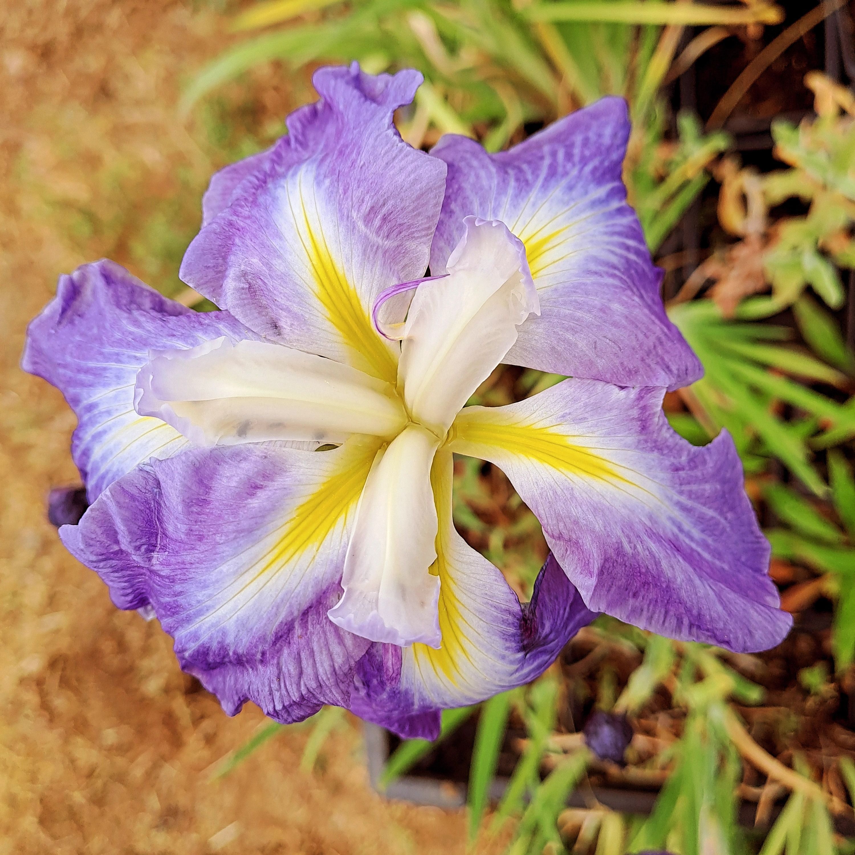 Iris du Japon (Iris ensata) 'Lady in Waiting' - 1l
