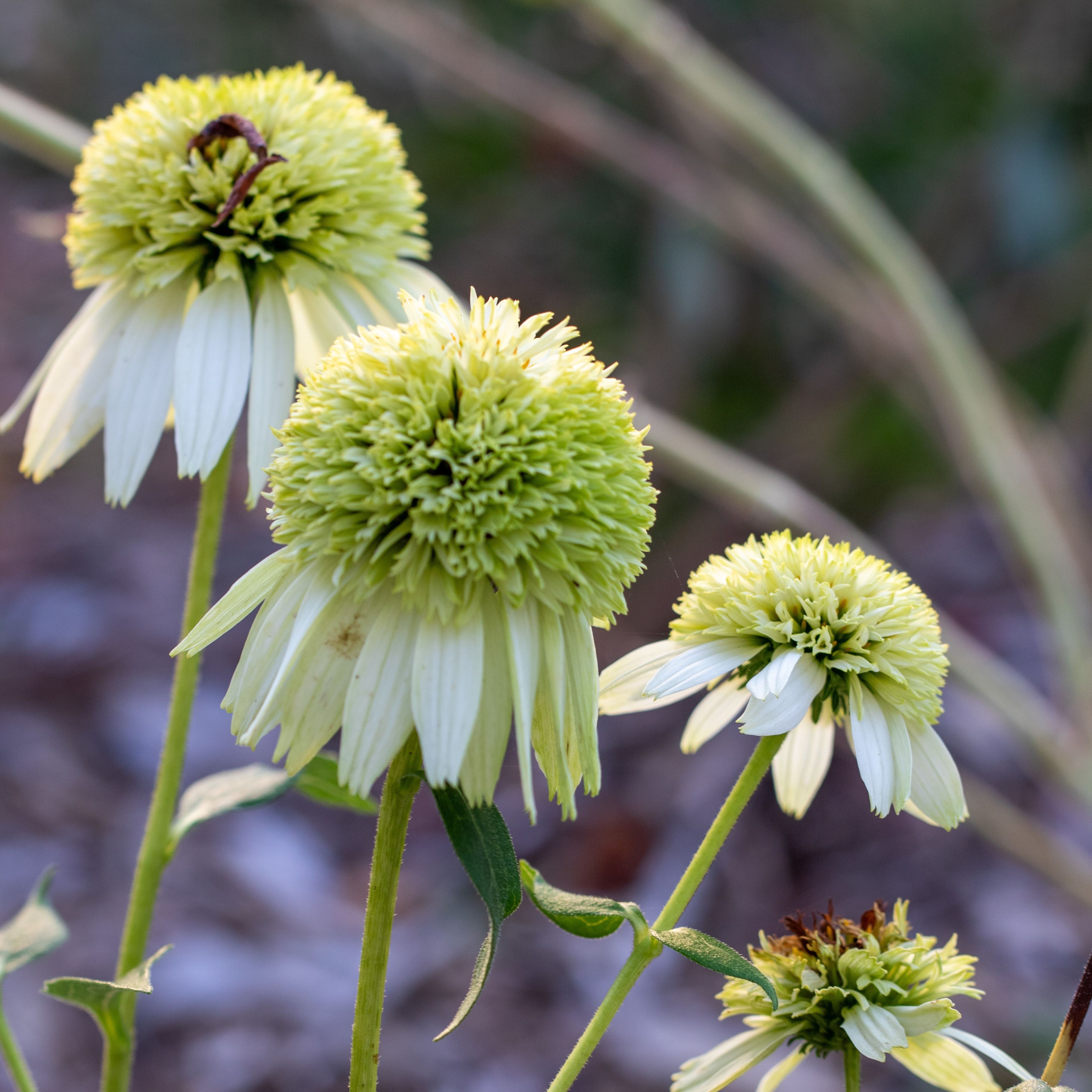 Echinacea ‘Coconut Lime’