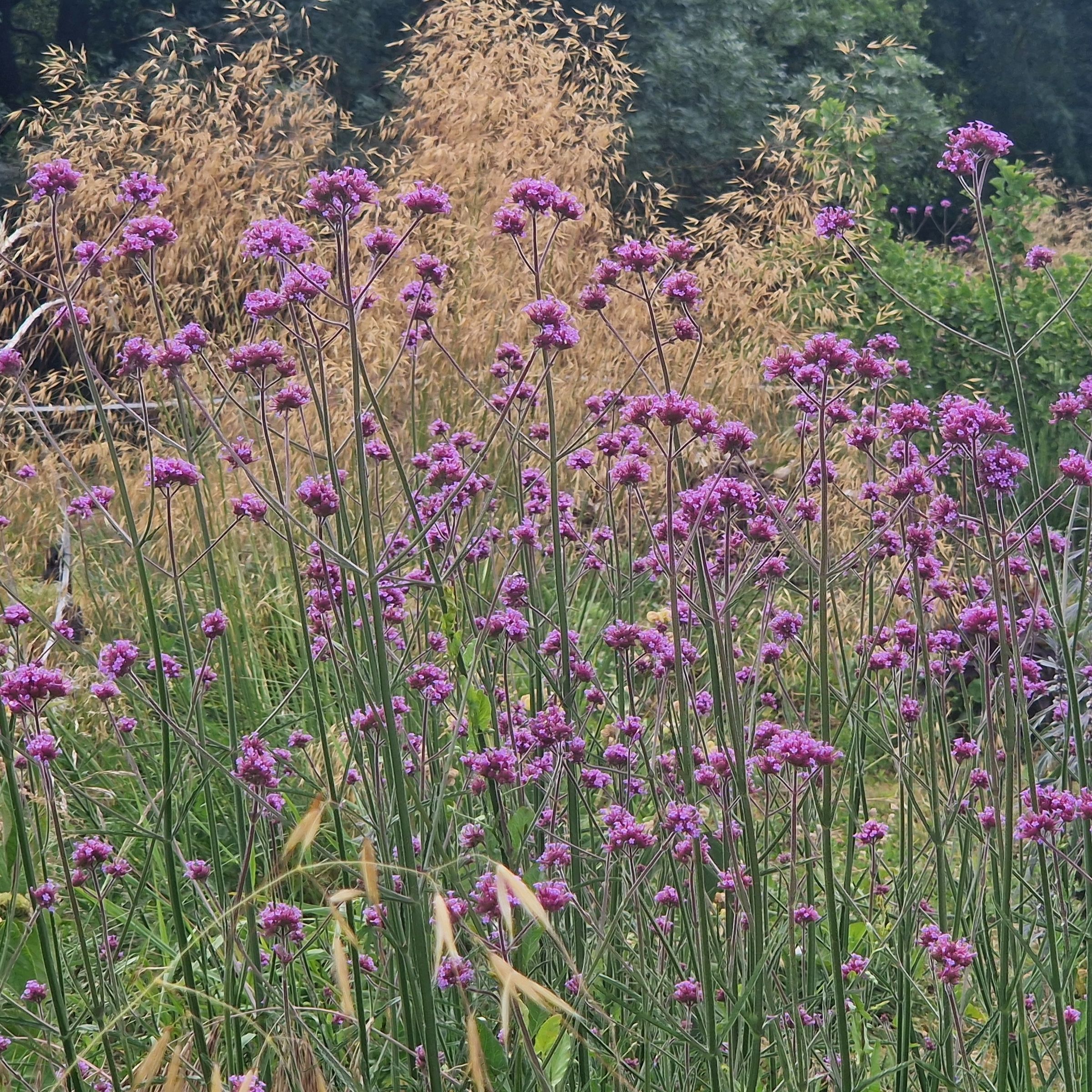 Verbena bonariensis