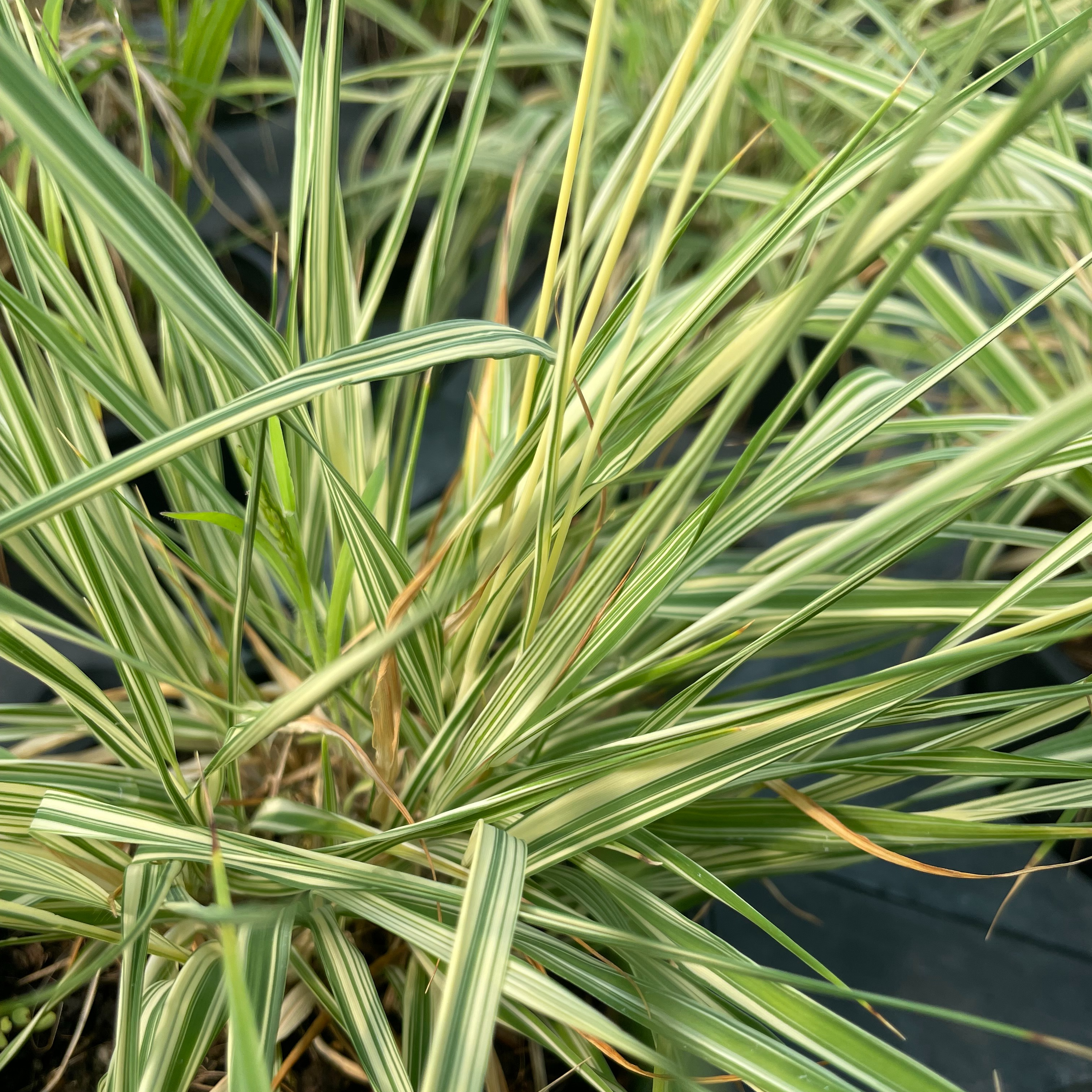 Molinia caerulea Variegata