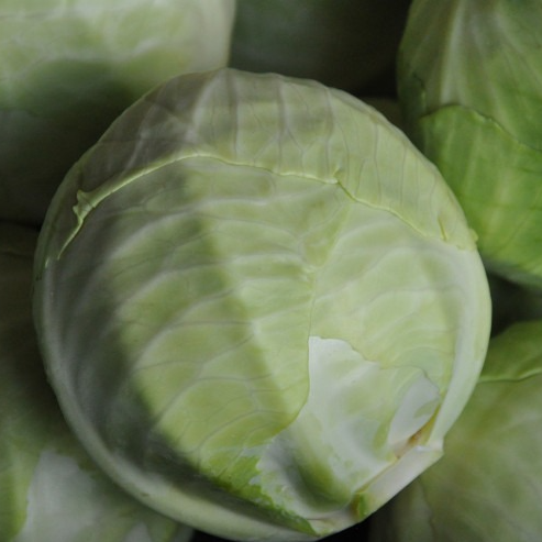Chou blanc Bio - 1,8kg
