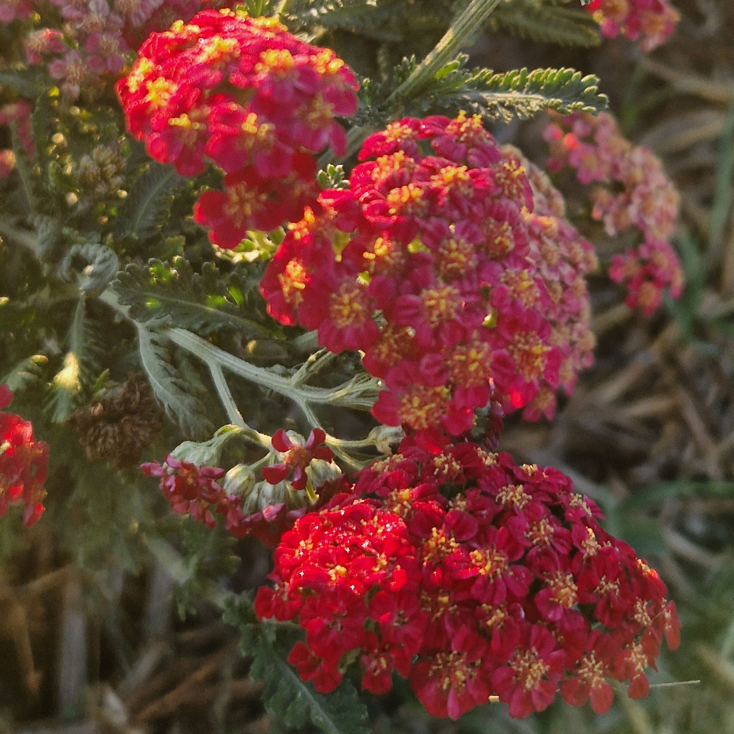 Achilléa millefolium 'Sammetriese'