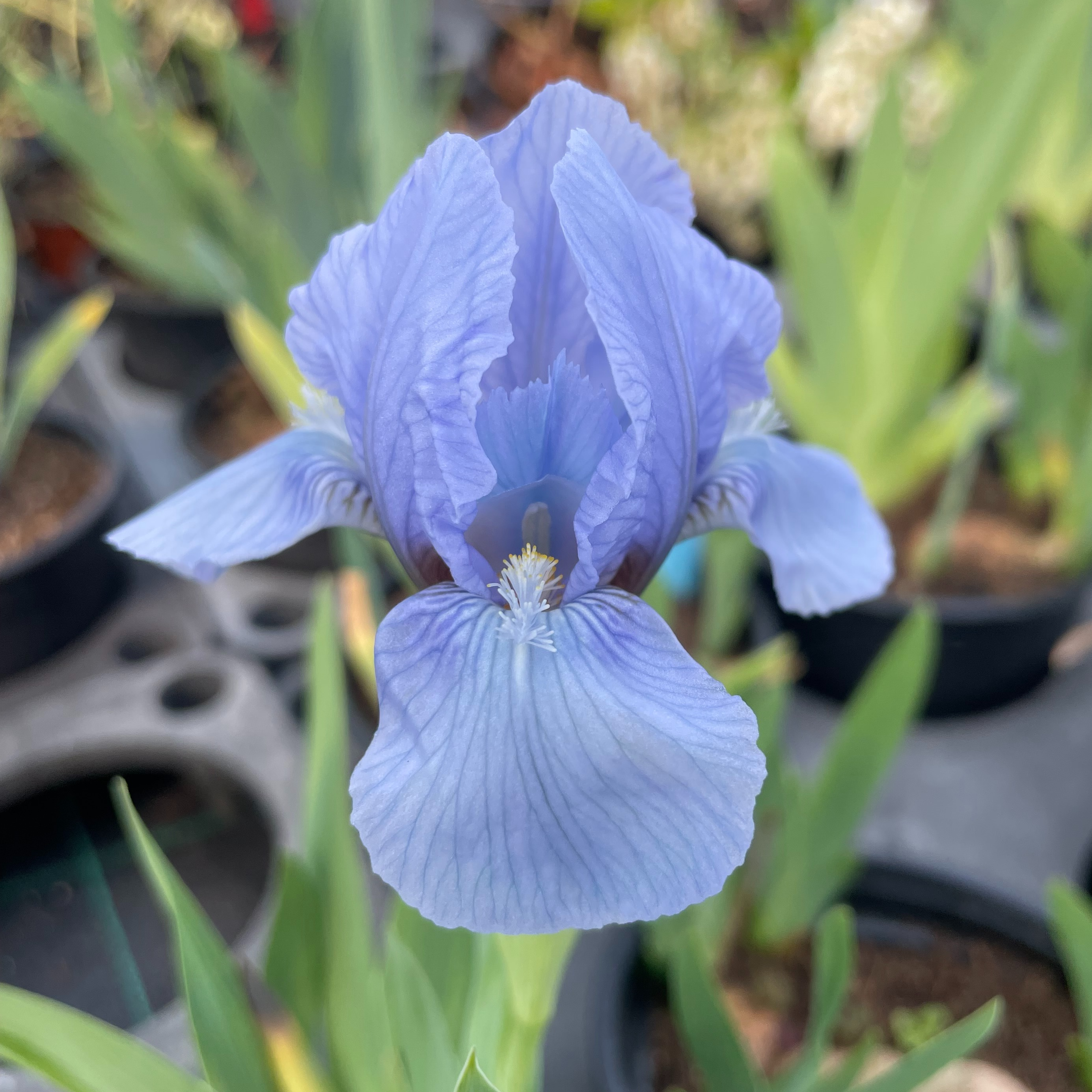 Iris pumila 'Blue Denim'