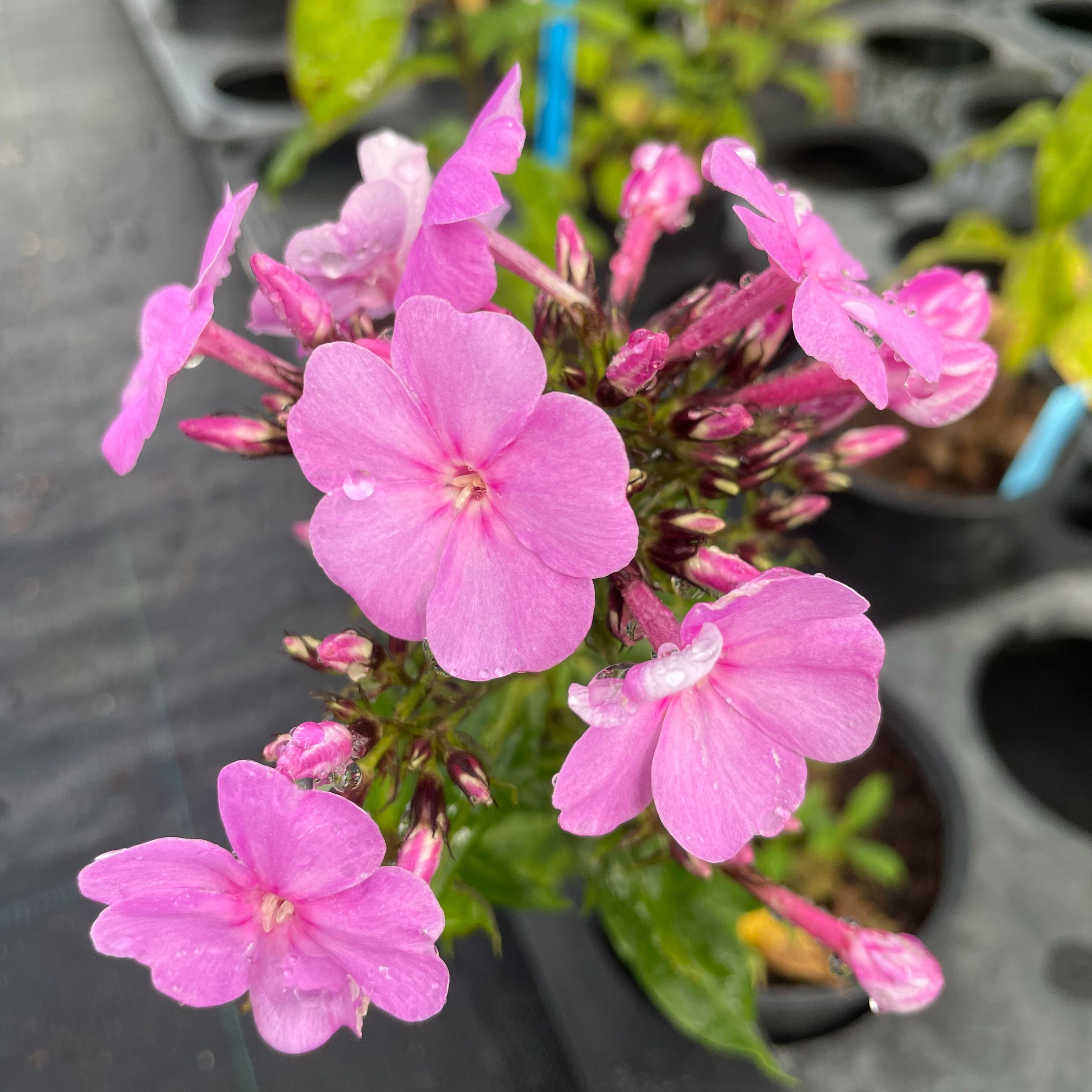 Phlox amplifolia