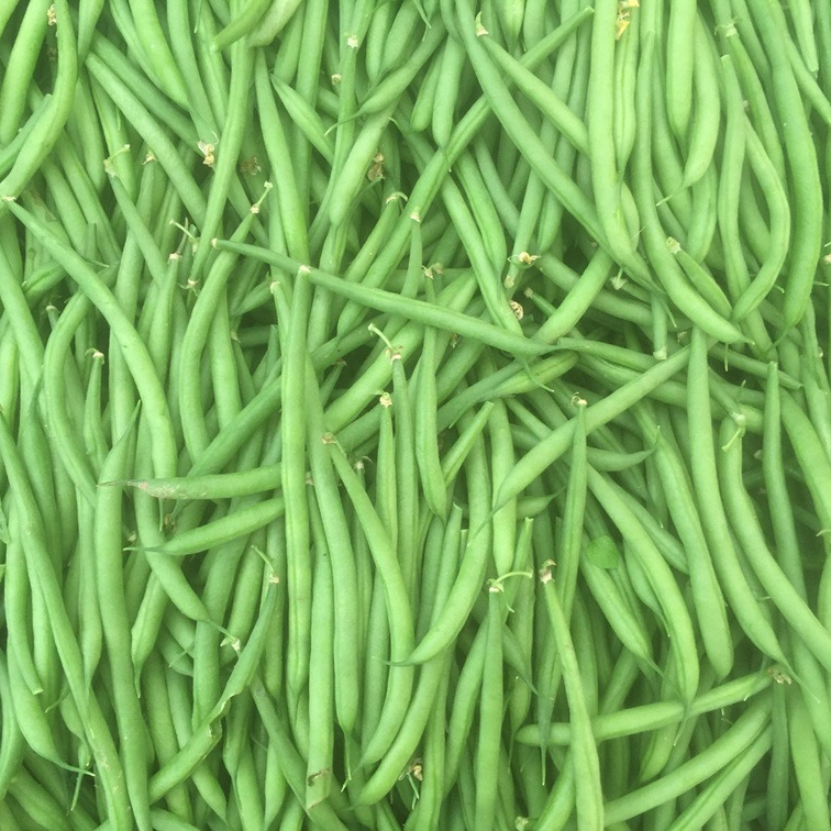 Haricot vert