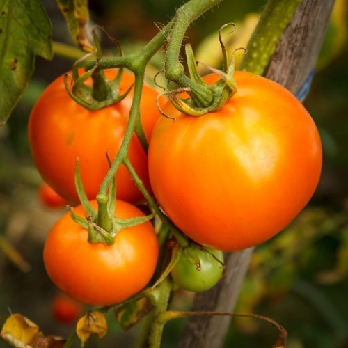TOMATE Kaki Coing Bio