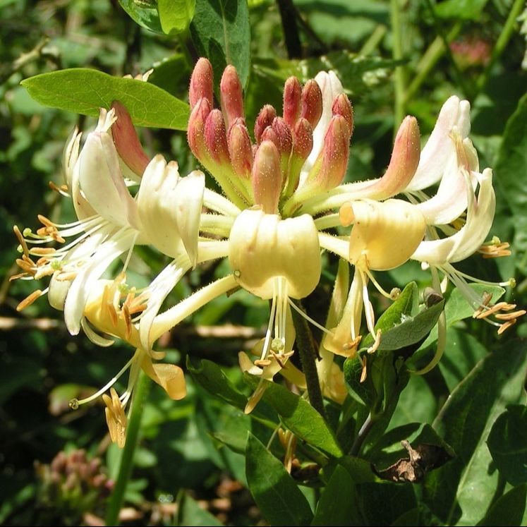 Chèvrefeuille du Japon (Lonicera japonica) 'Hall's prolific'