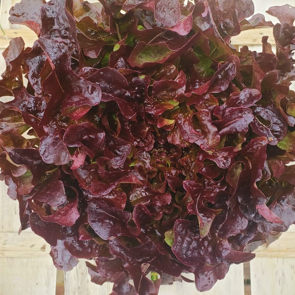 Laitue feuille de chêne rouge