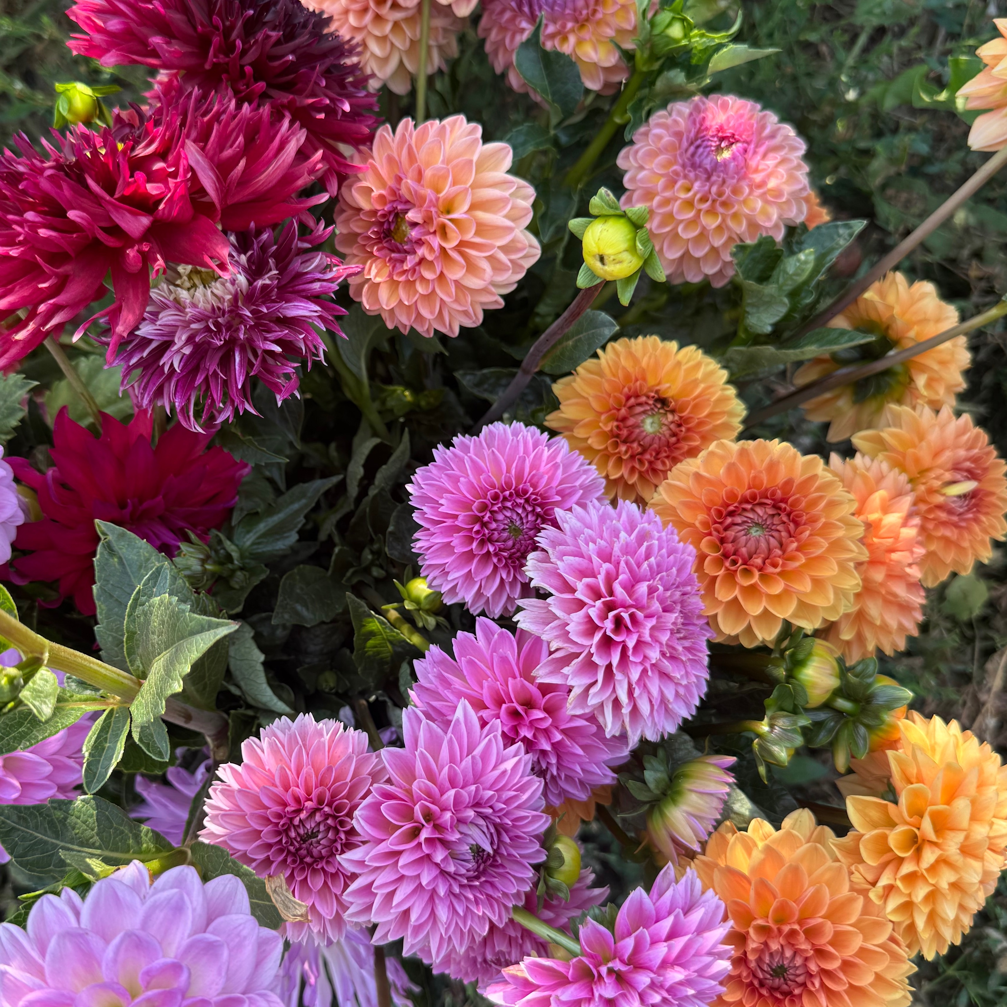 Dahlia à la tige