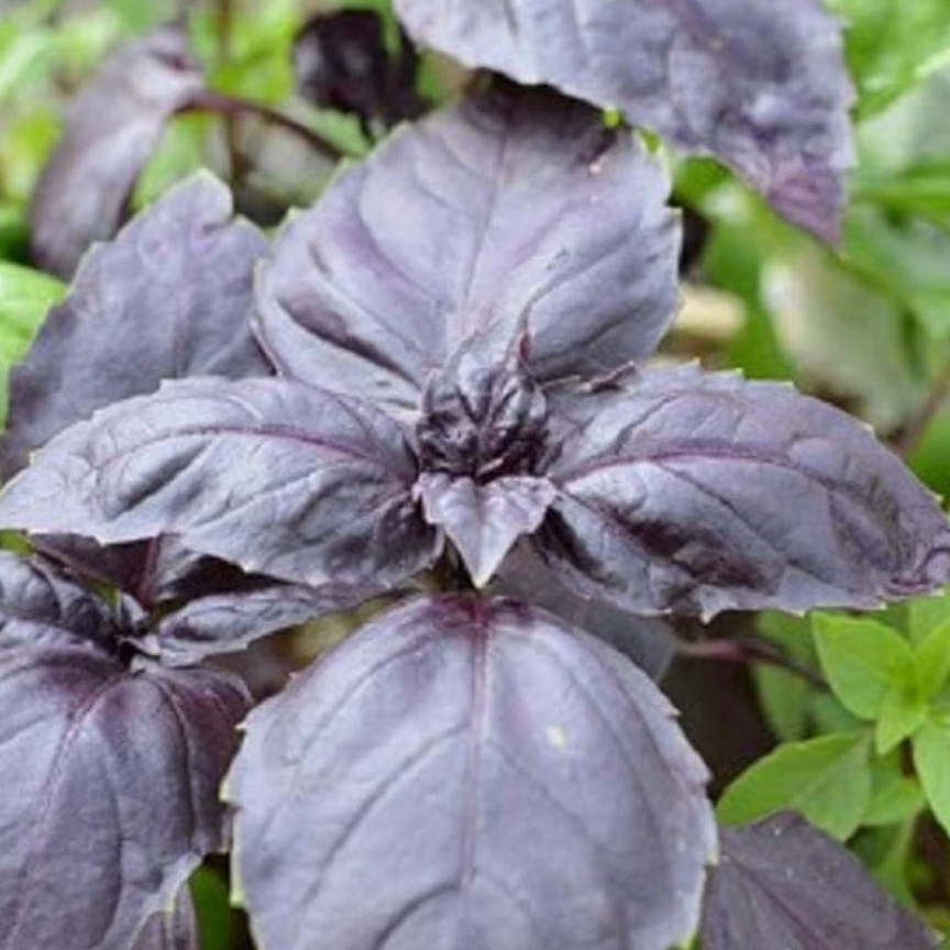 Basilic Genovese - 20g