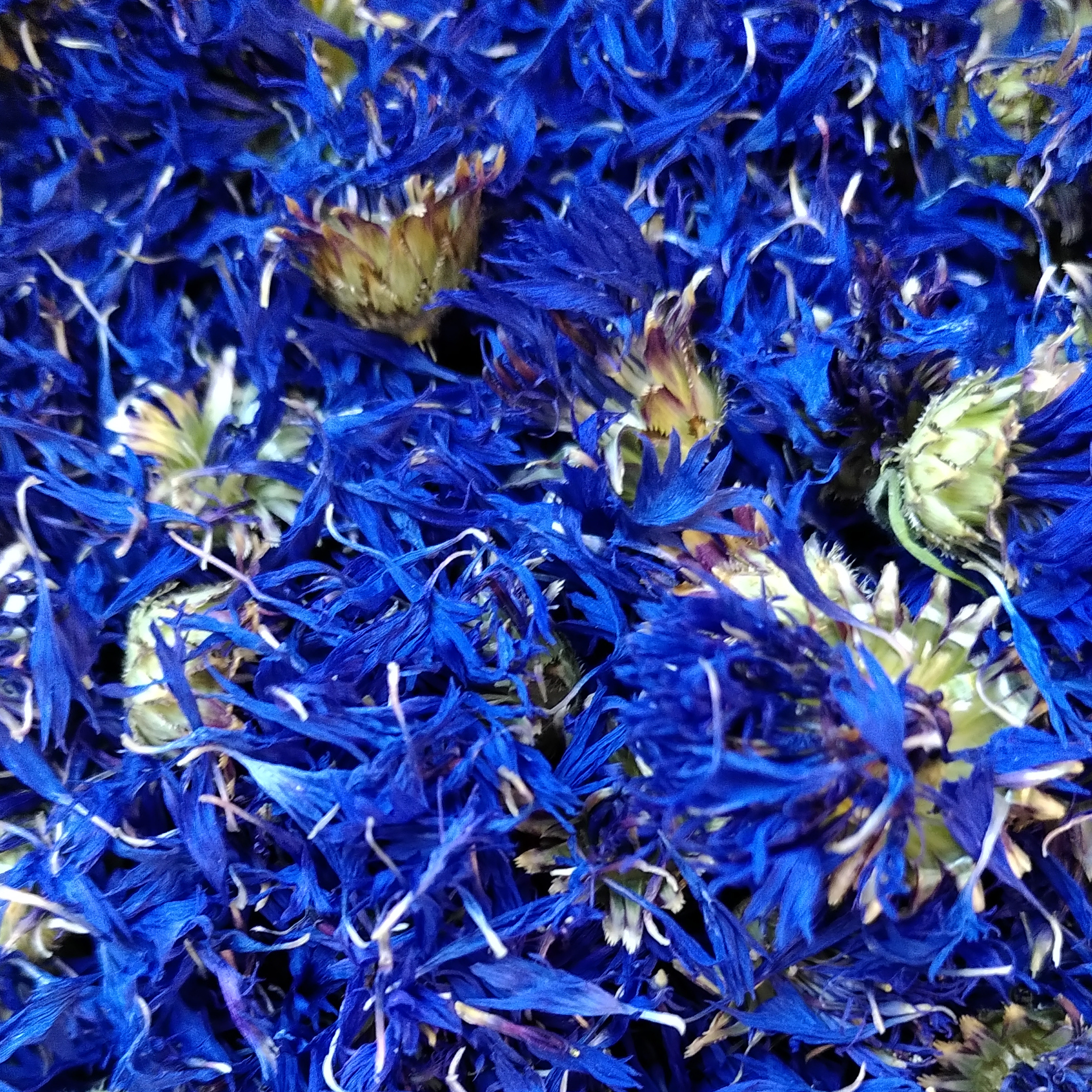 INFUSION SIMPLE BLEUET - 15g
