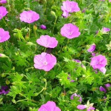 Geranium sanguineum ‘Max Frei’